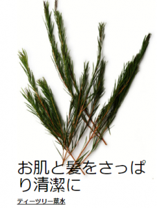 lush.teetree.seibun